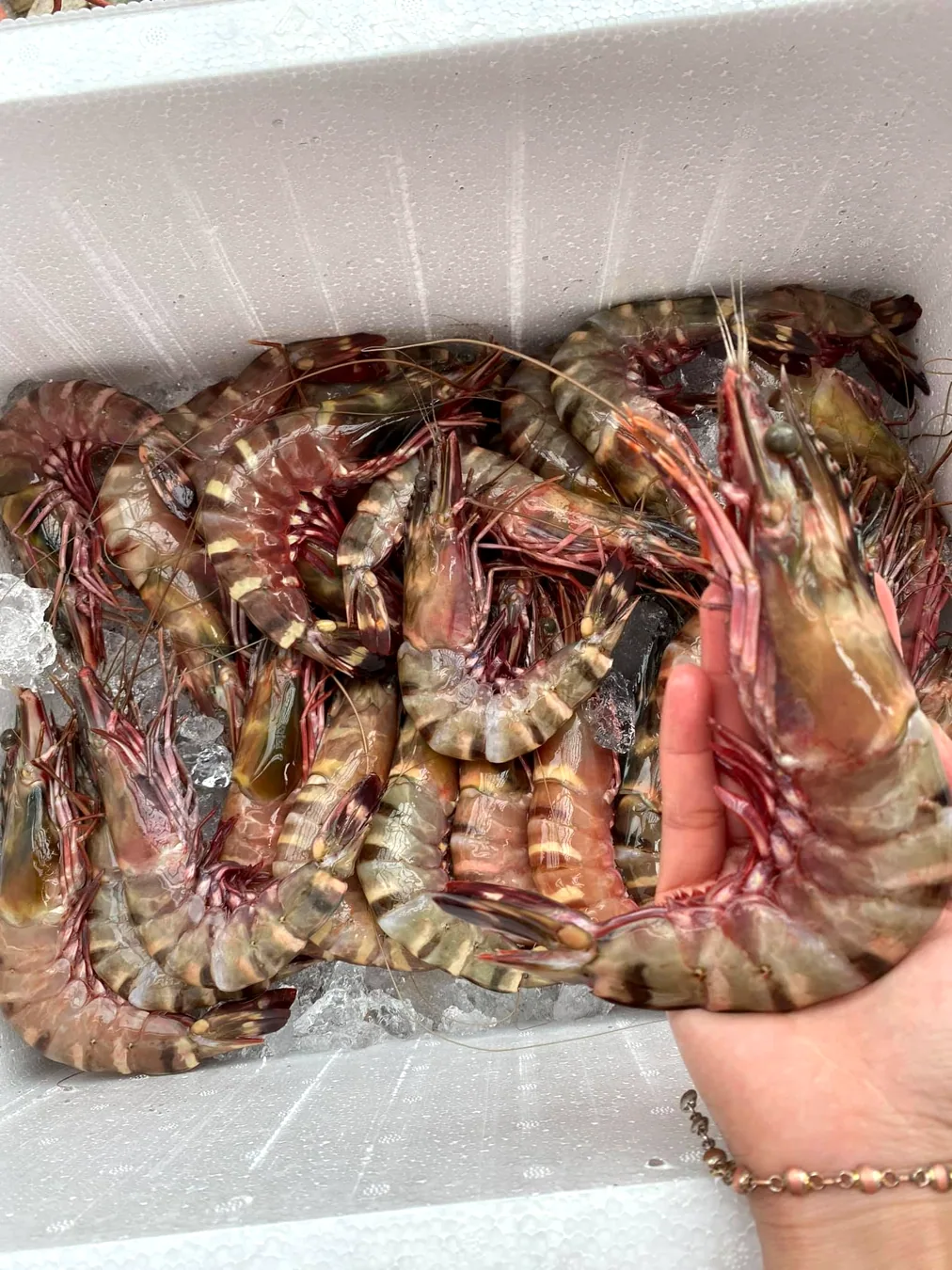 ผลิตภัณฑ์กุ้งสด